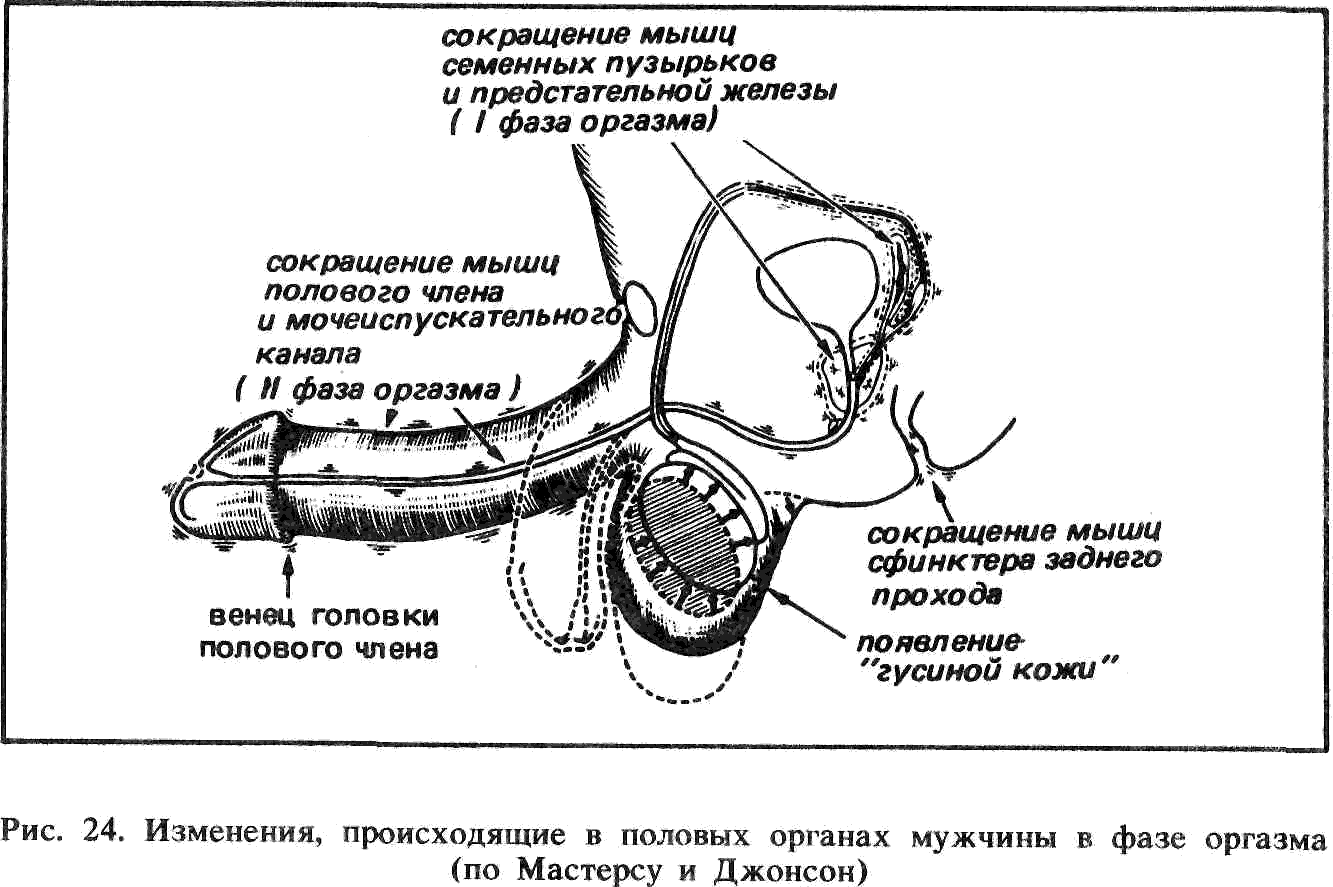 формы и положение члена фото 93